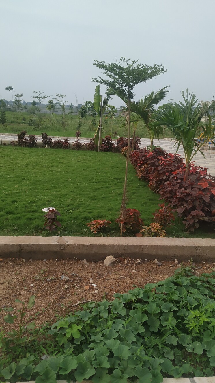 Garden, kachana  1418 Sq.Ft. Plot In Kachana Raipur 8122997