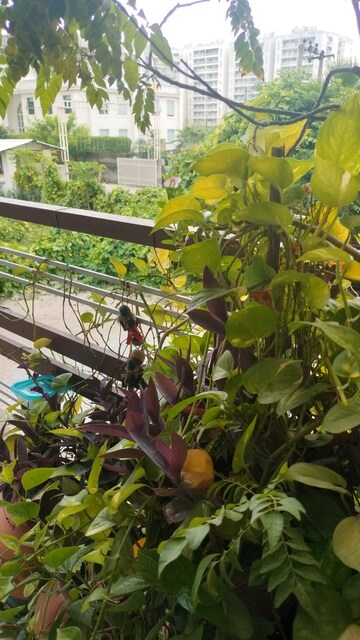 Balcony in 3 BHK Apartment at Peer Mucchalla – for Sale