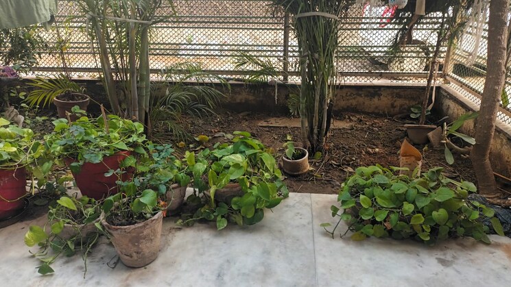 Garden, sunny enclave 4 Bedroom 139 Sq.Yd. Independent House In Sunny Enclave Mohali 8125430