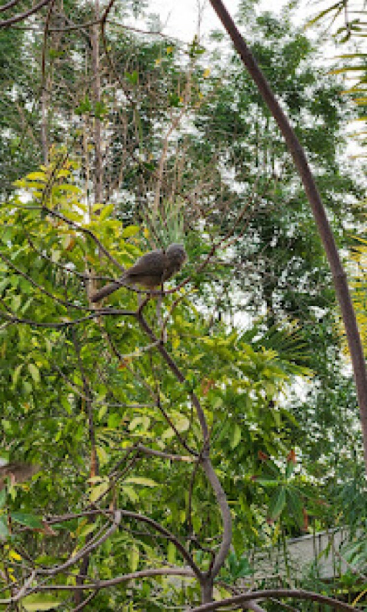 Garden, science city  1378 Sq.Yd. Plot In Science City Ahmedabad 8126759