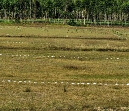 Plot For Sale in Sikandrabad