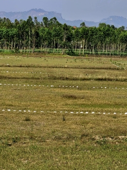 Plot For Sale in Jewar Airport Road Khurja