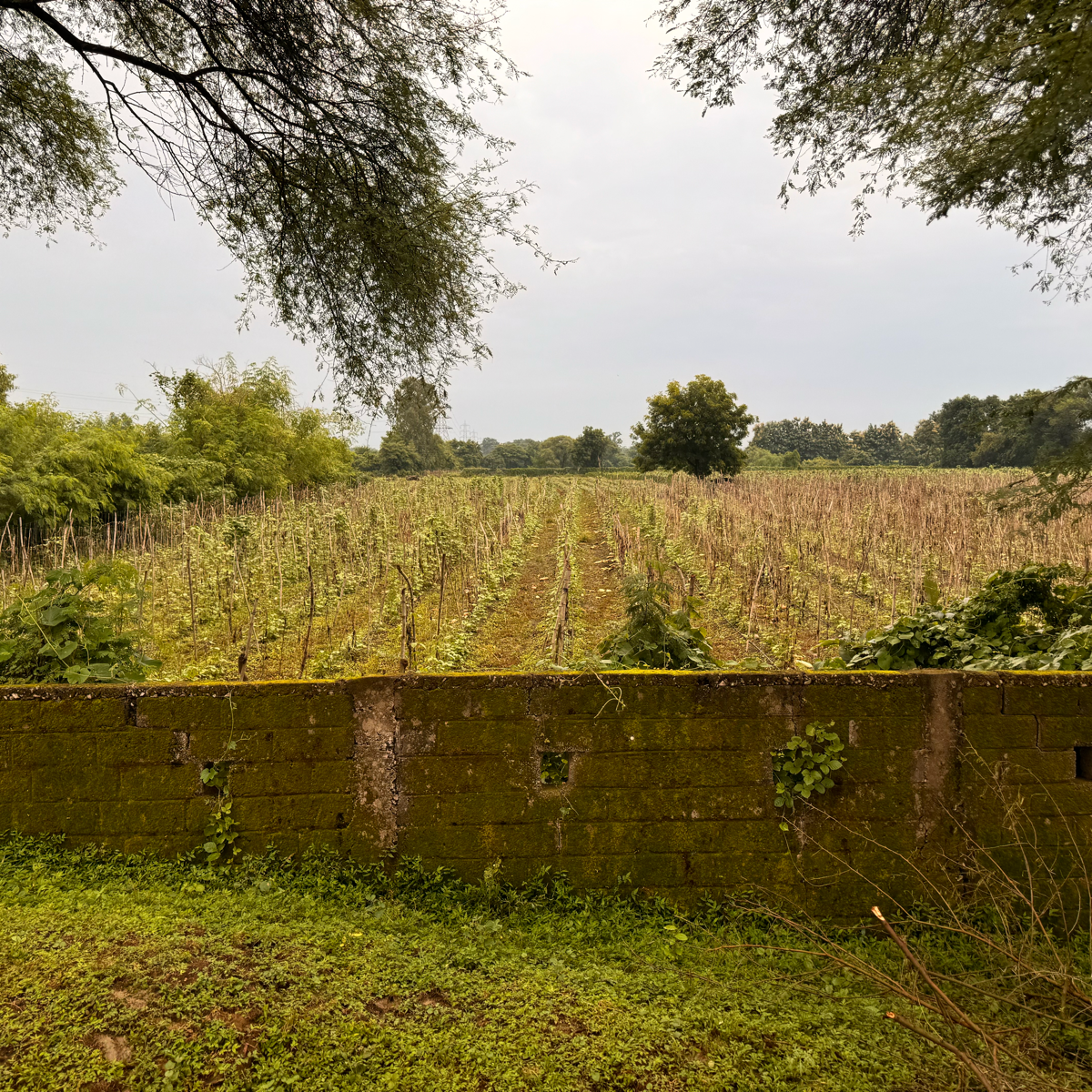 Plot For Sale in Farmhouse Plot