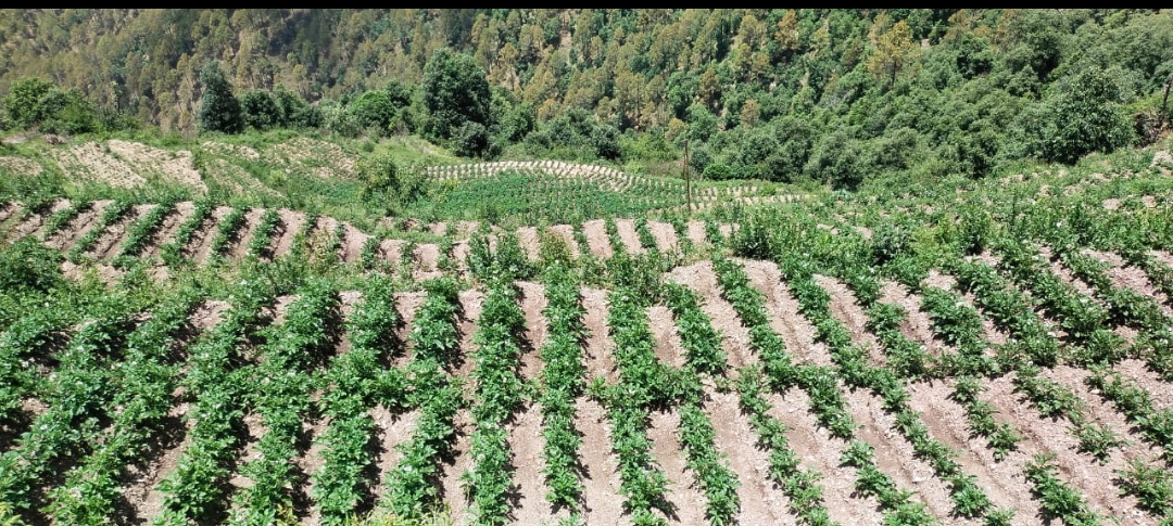 Plot For Sale in Himalayan Viewing, Dhanul