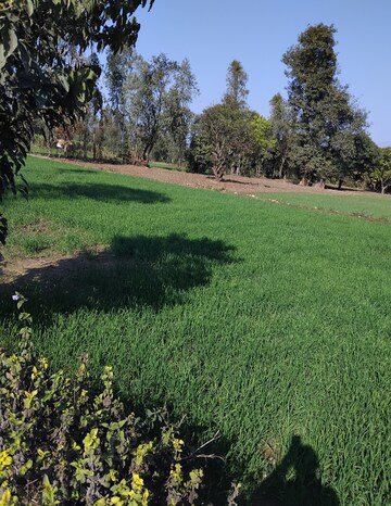 Plot Area in  Plot at Badripur – for Sale