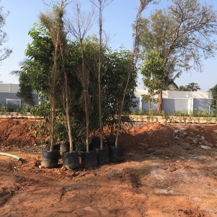 undefined, shamshabad  500 Sq.Yd. Plot In Shamshabad Hyderabad 8141425