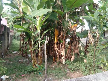  Plot – Exterior View View at Maruthoorkadavu - for Sale