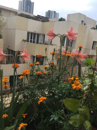 2 BHK Apartment For Resale in Brigade Courtyard Jalahalli Bangalore  8146998