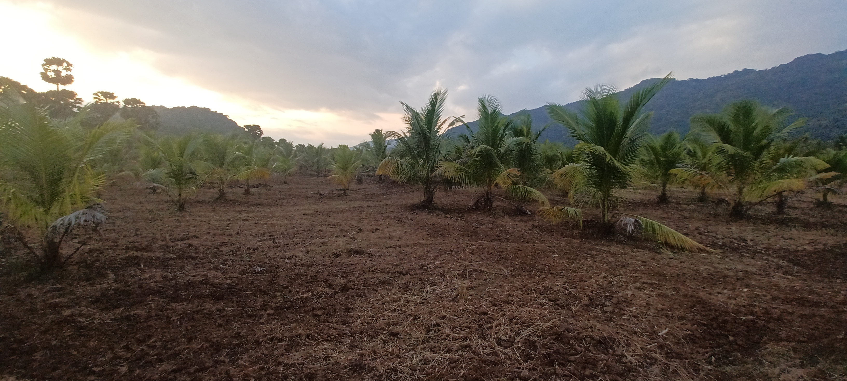 Plot For Sale in Himagiri Resort  Farm Plo
