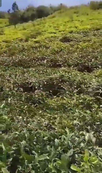 Plot Area in  Plot at Avalanche Road – for Sale
