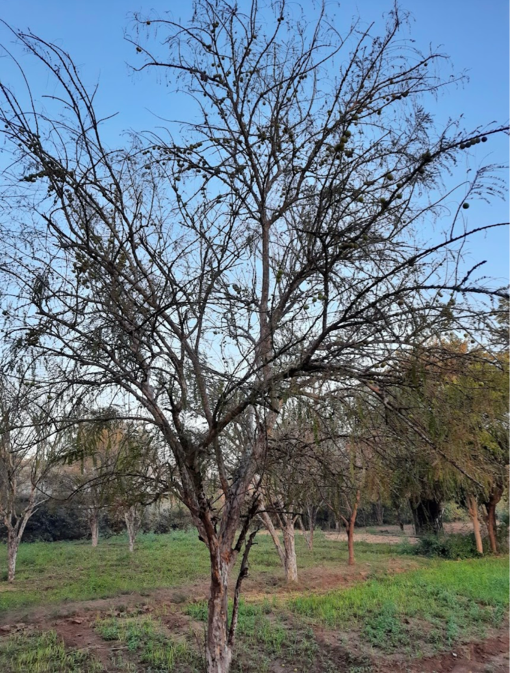 undefined, racharda  1060 Sq.Yd. Plot In Racharda Ahmedabad 8163020