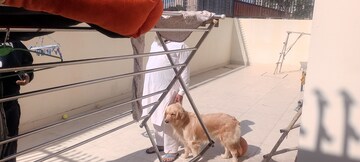 Staircase in 3.5 BHK Apartment at Sector 97 – for Rent