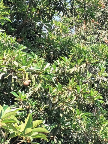  Land – Garden View at Palghar - for Sale