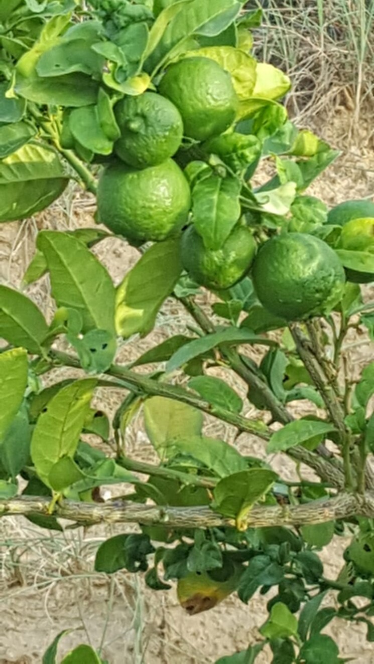 Garden, delhi jaipur expressway  24000 Sq.Yd. Plot In DelhI Jaipur Expressway Jaipur 8177246