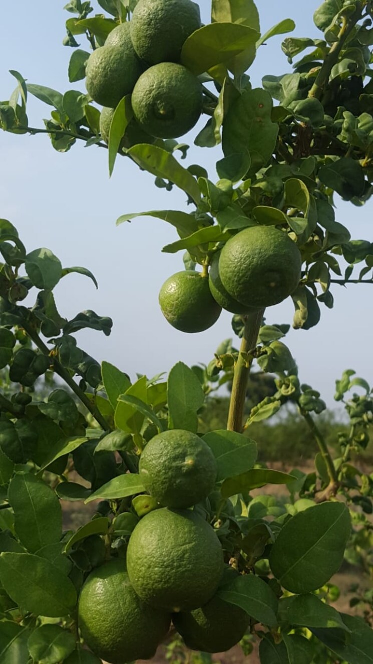 Exterior View, delhi jaipur expressway  24000 Sq.Yd. Plot In DelhI Jaipur Expressway Jaipur 8177246