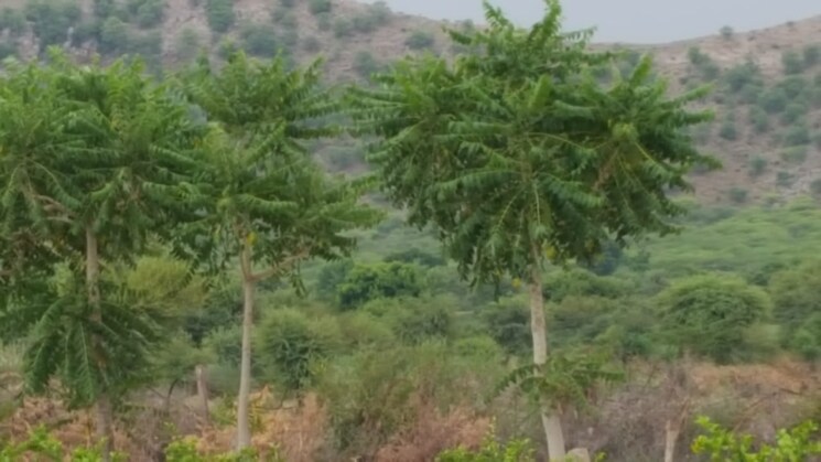 undefined, delhi jaipur expressway  24000 Sq.Yd. Plot In DelhI Jaipur Expressway Jaipur 8177246