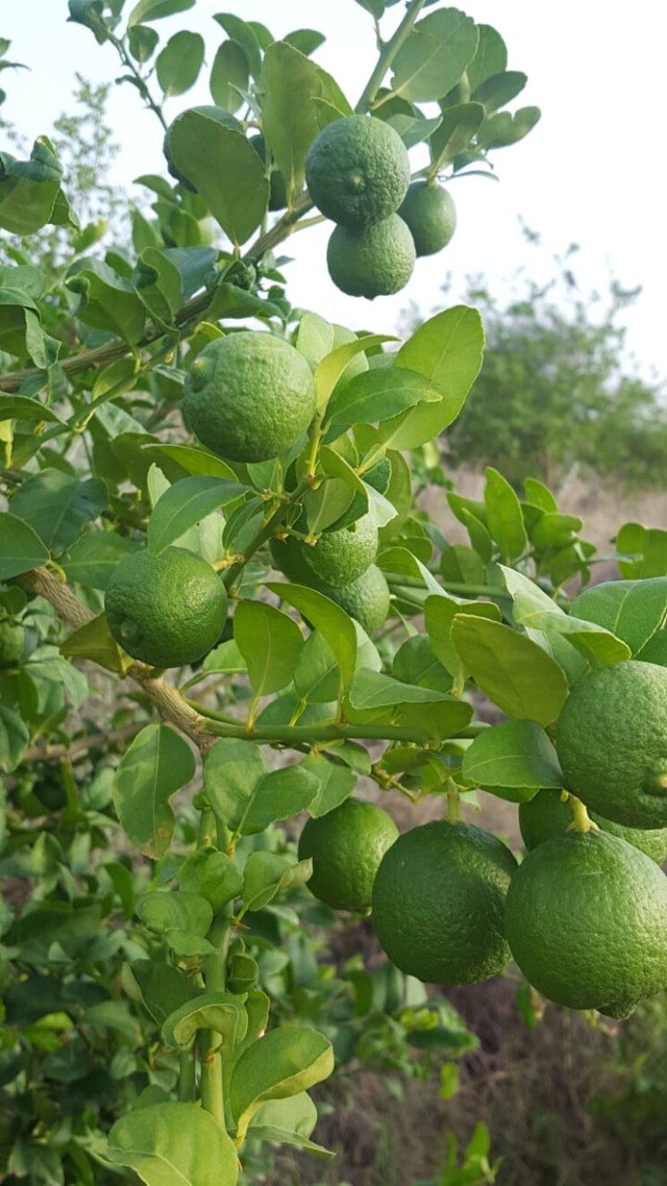 Garden, delhi jaipur expressway  24000 Sq.Yd. Plot In DelhI Jaipur Expressway Jaipur 8177246