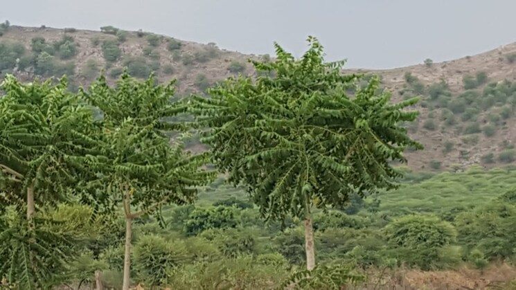 undefined, delhi jaipur expressway  24000 Sq.Yd. Plot In DelhI Jaipur Expressway Jaipur 8177246