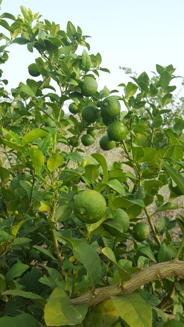 Garden, delhi jaipur expressway  24000 Sq.Yd. Plot In DelhI Jaipur Expressway Jaipur 8177246