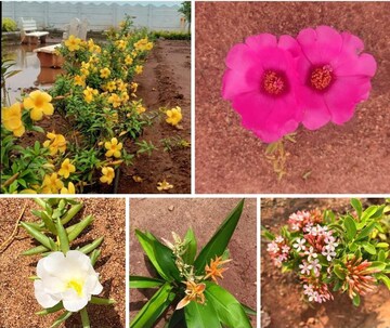  Plot For Sale in Sri Bhumi Eeshaanya, Kankipadu