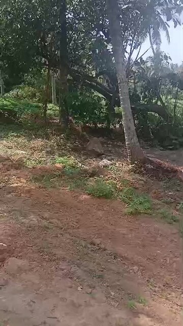 Plot Area in  Plot at Vazhuthacaud – for Sale