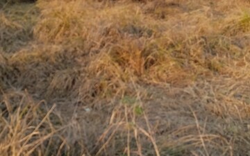 Plot For Sale in Jewar