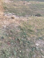 350 Sq.Yd. Plot in Sector 2