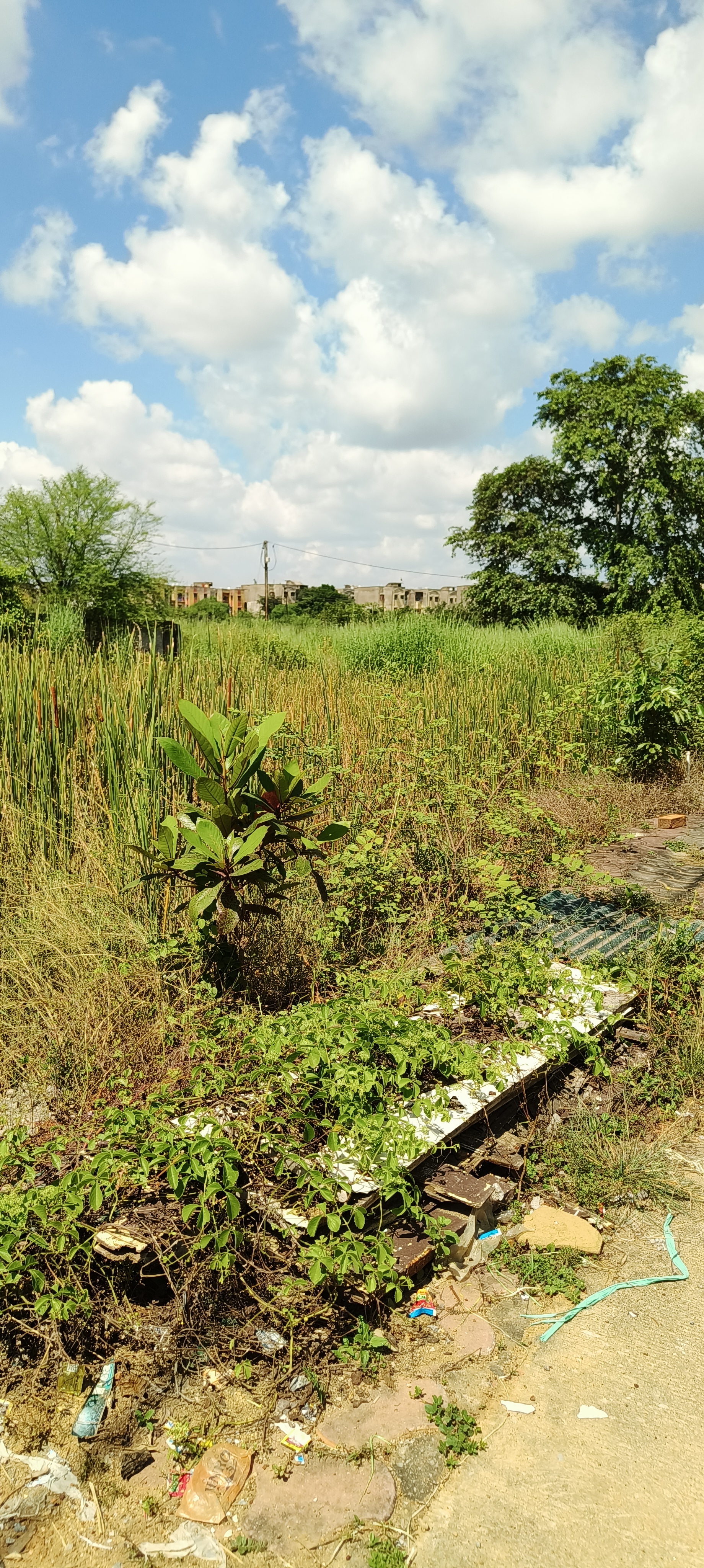 Plot For Sale in Lotus Park