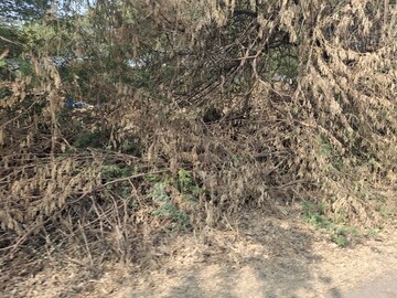 Plot Area in  Plot at Surat Dumas Road – for Sale
