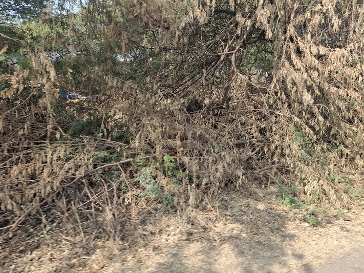 undefined, surat dumas road  650 Sq.Yd. Plot In Surat Dumas Road Surat 8189313