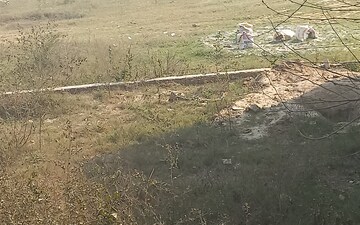 Plot For Rent in Sector 89
