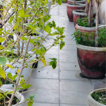 Balcony in 1 BHK Builder Floor at Sector 24 – for Rent