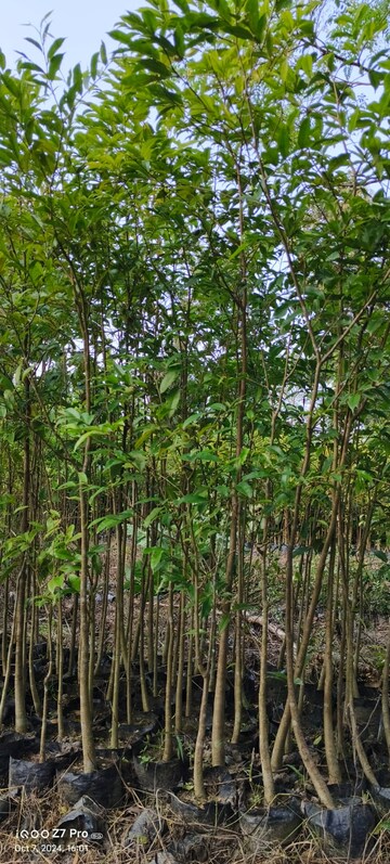 Plot Area in  Plot at Shadnagar – for Sale