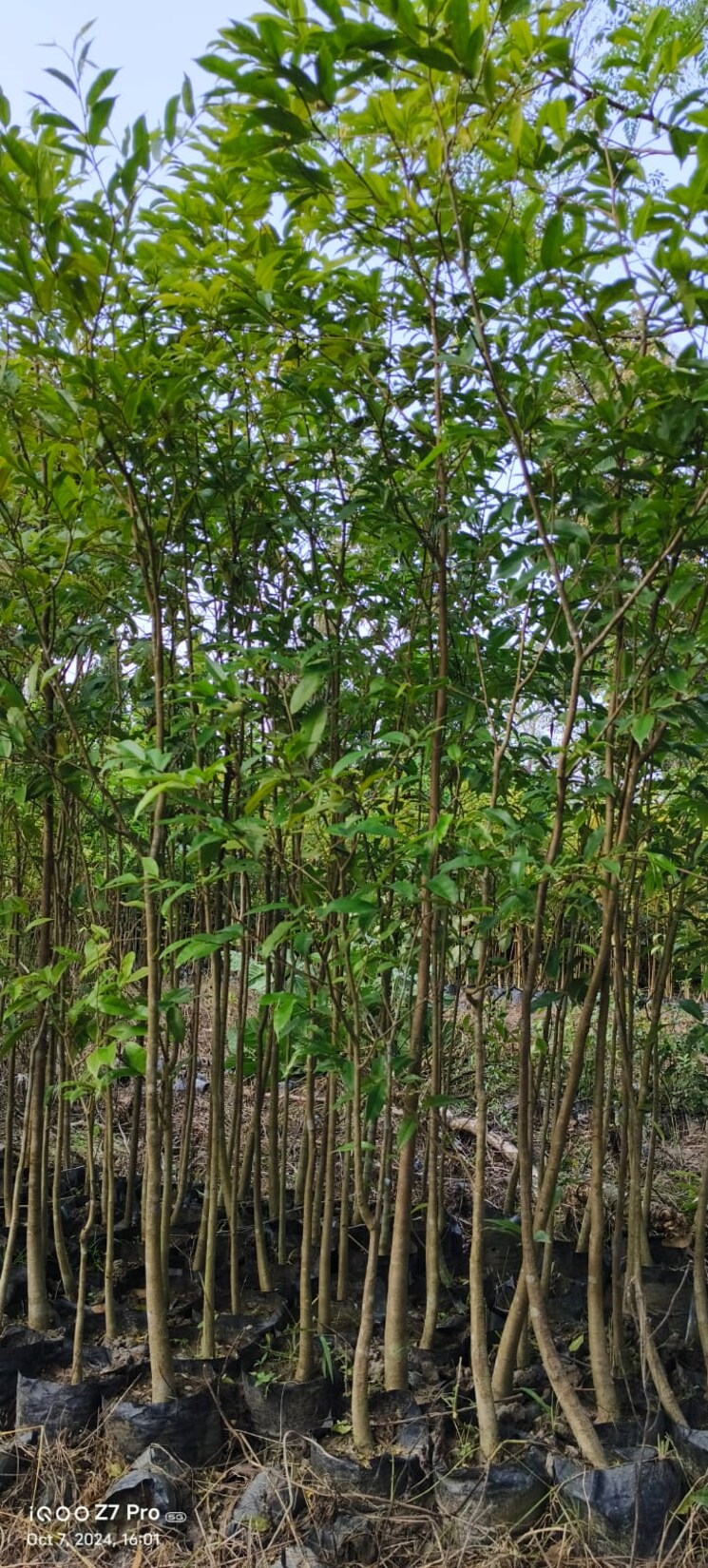 undefined, shadnagar  147 Sq.Yd. Plot In Shadnagar Hyderabad 8194244