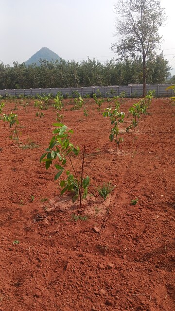  Plot – Exterior View View at Sarada Colony - for Sale