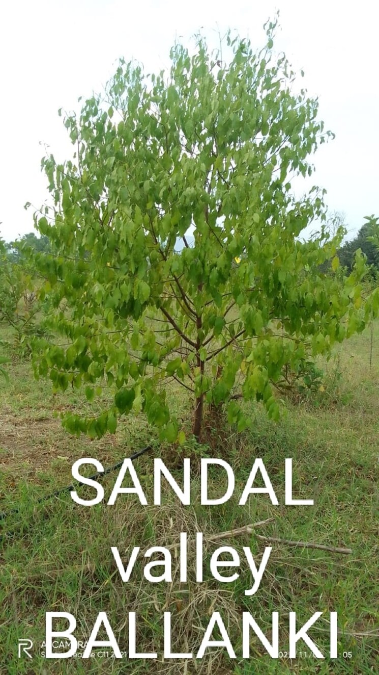 Exterior View, balighattam  200 Sq.Yd. Plot In Balighattam Vizianagaram 8195424