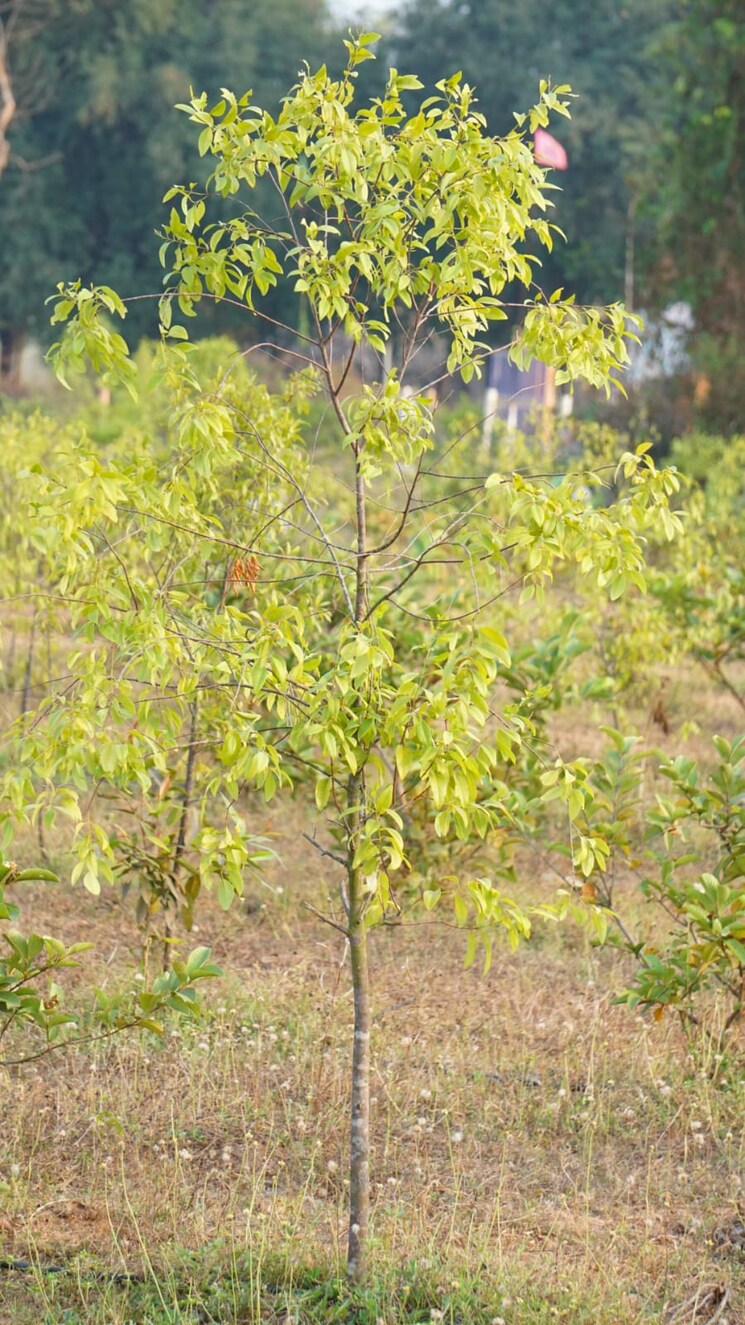 Exterior View, balighattam  200 Sq.Yd. Plot In Balighattam Vizianagaram 8195424