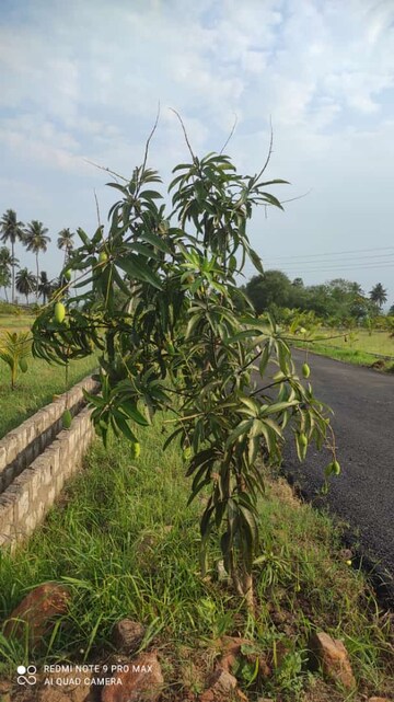  Plot – Exterior View View at Sarada Colony - for Sale