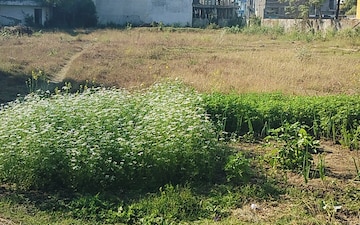 Plot For Sale in Ayodhya Bypass Road