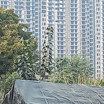 Balcony in 3.5 BHK Apartment at Sector 82 – for Sale