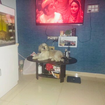 Living Room in 1 BHK Apartment at Shraddha Evoque, Sonapur – for Rent