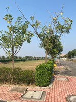 108 Sq.Yd. Plot in Omaxe City - Omaxe Heights