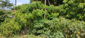 Plot Area in  Land at Nadathara – for Sale