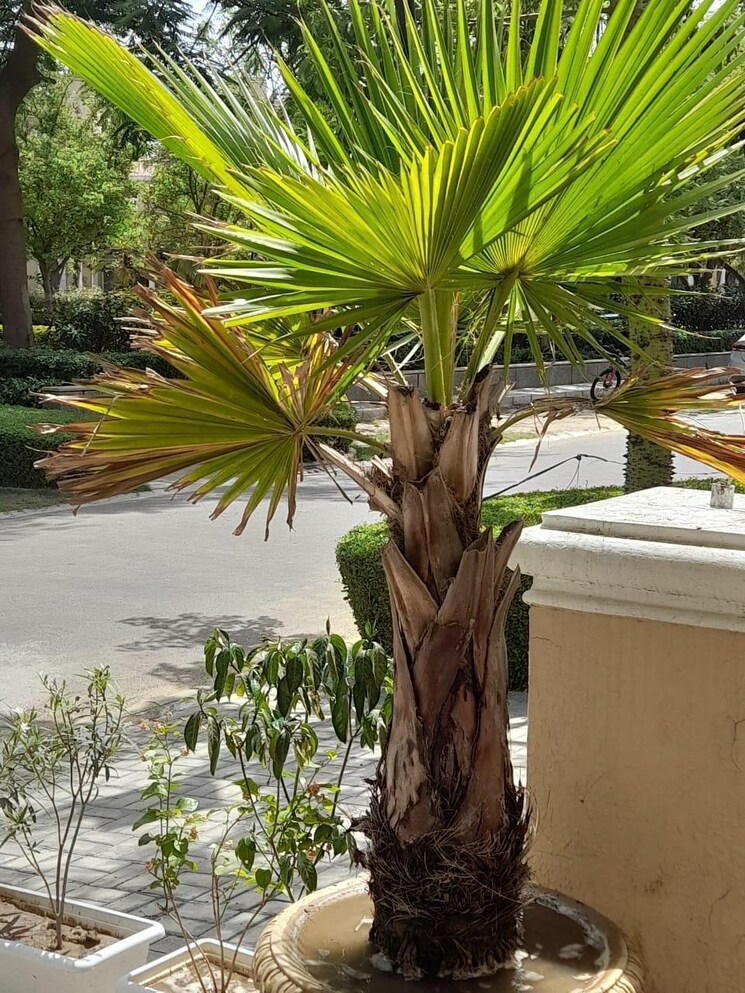 Garden, emaar-marbella 5 Bedroom 8120 Sq.Ft. Villa In Sector 66 Gurgaon 8214324