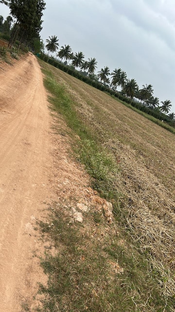 Plot For Resale in Hoskote Bangalore  8213002