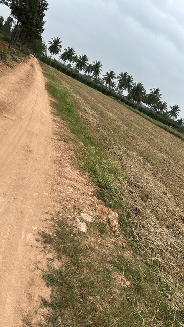 Plot For Resale in Hoskote Bangalore  8214913