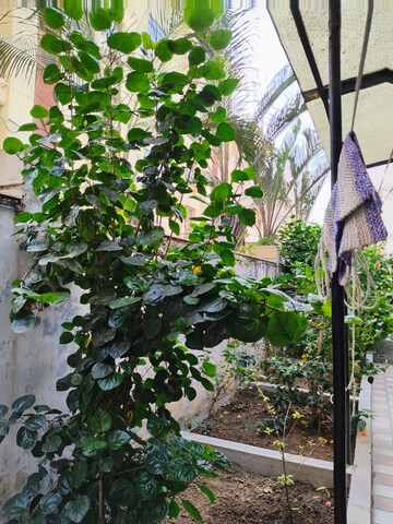 3 BHK Independent House – Exterior View View at Old Padra Road - for Sale
