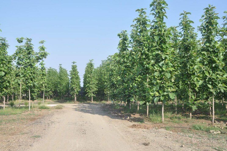 Master Bedroom, buti bori 2 Bedroom 1100 Sq.Ft. Penthouse In Buti Bori Nagpur 8222796