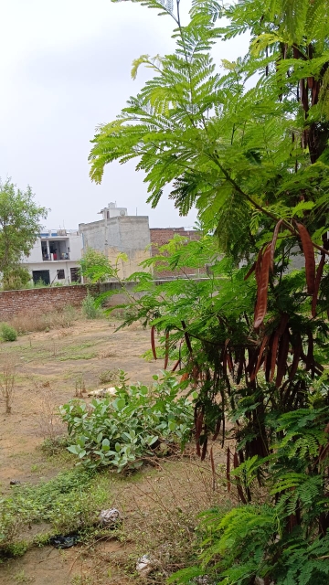 Plot For Sale in Sector 11