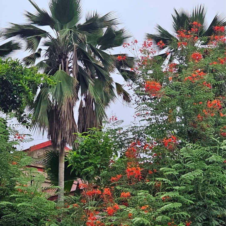 Garden, vishwanath-sharanam-6 3 Bedroom 460 Sq.Yd. Villa In Ramdevnagar Ahmedabad 8233190